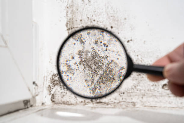 Best Mold Damage Restoration  in Providence, RI